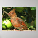 Search for cardinalis posters Avian