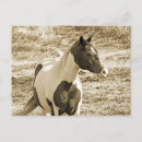 Search for saddles postcards Pony