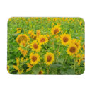 Search for sunflower magnets Usa