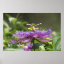Search for passion art Purple
