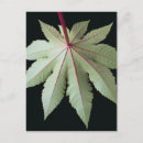 Search for leaf vein postcards Leaves