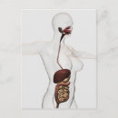 Search for digestion postcards Biomedical illustrations