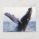 Search for breaching postcards Humpback