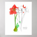 Search for amaryllis art Red flowers