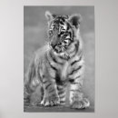 Search for white tiger posters Nature