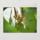 Search for insects postcards Red