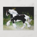 Search for gypsy vanners postcards Horses