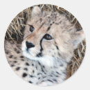 Search for baby cheetah stickers Cub
