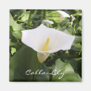Search for calla lily magnets Flower