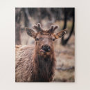Search for elk puzzles Wild
