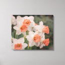 Search for daffodil canvas prints Flowers