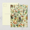 Search for fleur postcards Botanical