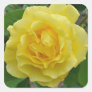 Search for beautiful rose stickers Garden