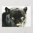 Search for jaguar invitations Big cats