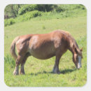 Search for breton stickers Brittany