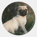 Search for 12 weeks stickers Looking at camera