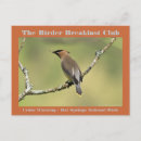 Search for cedar photography Waxwing