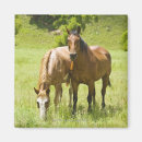 Search for derby magnets Horses