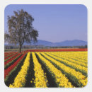 Search for skagit valley stickers Jamie