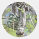 Search for grey squirrel stickers Cute
