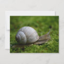 Search for vegetation postcards Shell