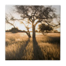 Search for acacia tiles Colour image