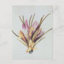 Search for saffron postcards Flower