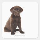 Search for labrador retriever puppy stickers Animal
