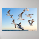 Search for gull posters Flight