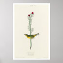Search for flycatcher posters Bird