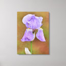 Search for iris flowers canvas prints Photography