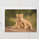 Search for lion and cub cards Africa
