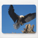 Search for haliaeetus mousepads Homer
