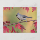 Search for tuft postcards Bird