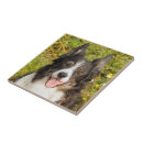 Search for friendly tiles Pet