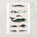 Search for sealife postcards Ocean