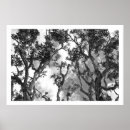 Search for treetops posters Trees