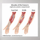 Search for forearm Limb