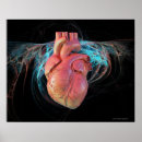 Search for human heart posters Horizontal