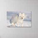 Search for mammals canvas prints Fox