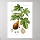 Search for fig illustration Floral