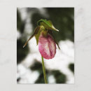 Search for lady slipper orchid postcards For her