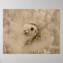 Search for chicken decor posters Animal
