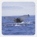 Search for humpback whale stickers Coast