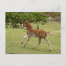 Search for rapa nui postcards Polynesia