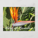 Search for bird of paradise postcards Colourful