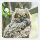 Search for great horned owl stickers Birds of prey