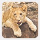 Search for roaring tiger stickers Cat