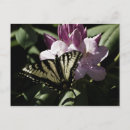 Search for rhododendrons postcards Flower