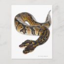 Search for pythons postcards Animals
